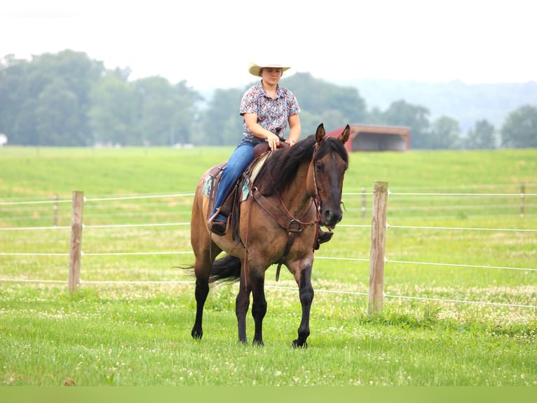 American Quarter Horse Ruin 11 Jaar 155 cm Grullo in Clarion