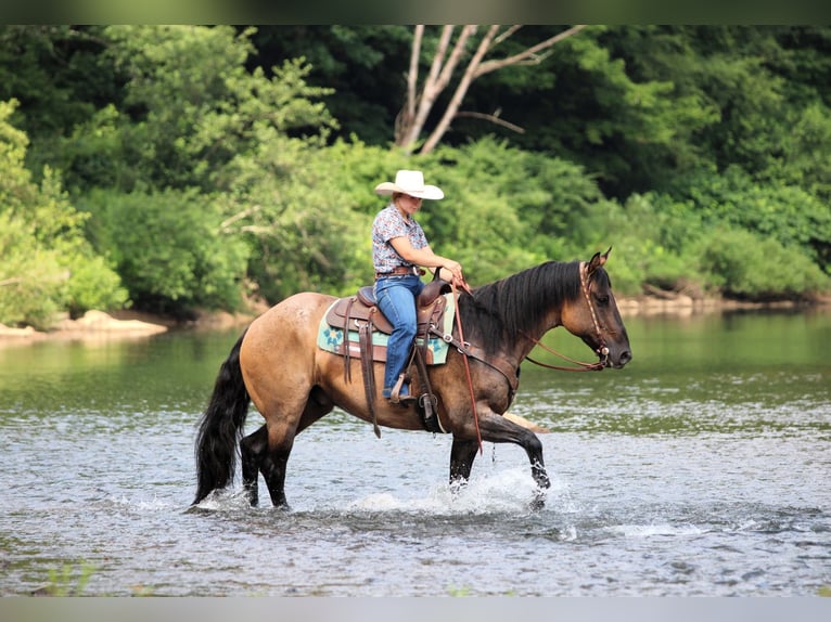 American Quarter Horse Ruin 11 Jaar 155 cm Grullo in Clarion