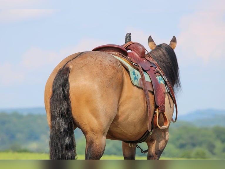 American Quarter Horse Ruin 11 Jaar 155 cm Grullo in Clarion