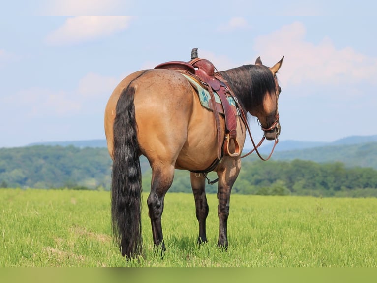 American Quarter Horse Ruin 11 Jaar 155 cm Grullo in Clarion