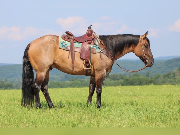 American Quarter Horse Ruin 11 Jaar 155 cm Grullo in Clarion