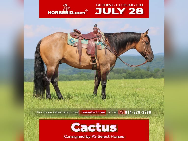 American Quarter Horse Ruin 11 Jaar 155 cm Grullo in Clarion