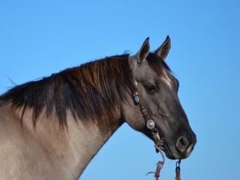 American Quarter Horse Ruin 11 Jaar 155 cm Grullo in Bovina MS