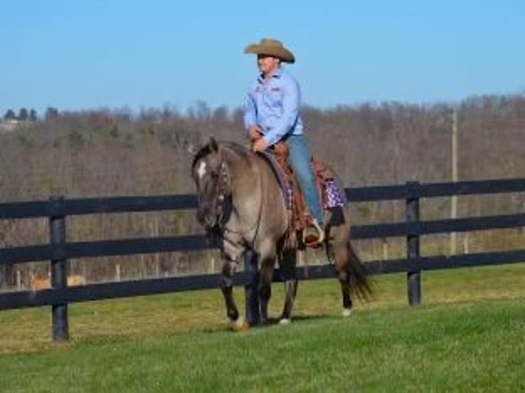 American Quarter Horse Ruin 11 Jaar 155 cm Grullo in Bovina MS