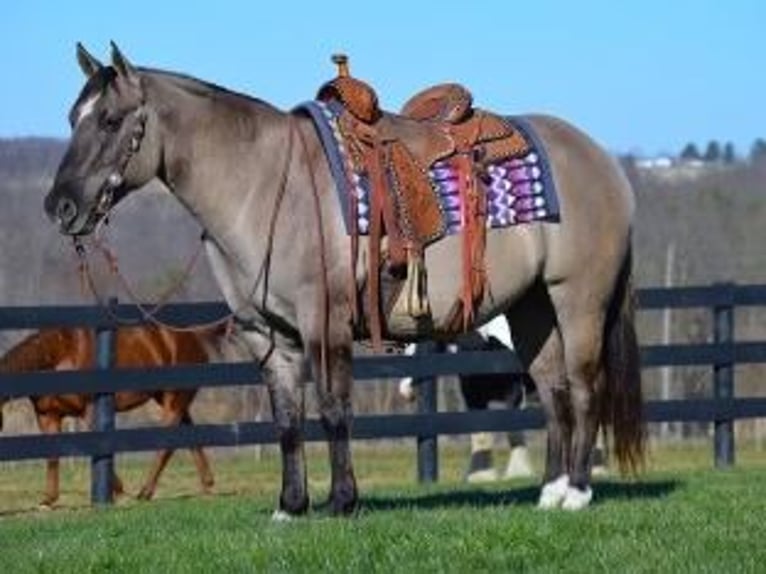 American Quarter Horse Ruin 11 Jaar 155 cm Grullo in Bovina MS