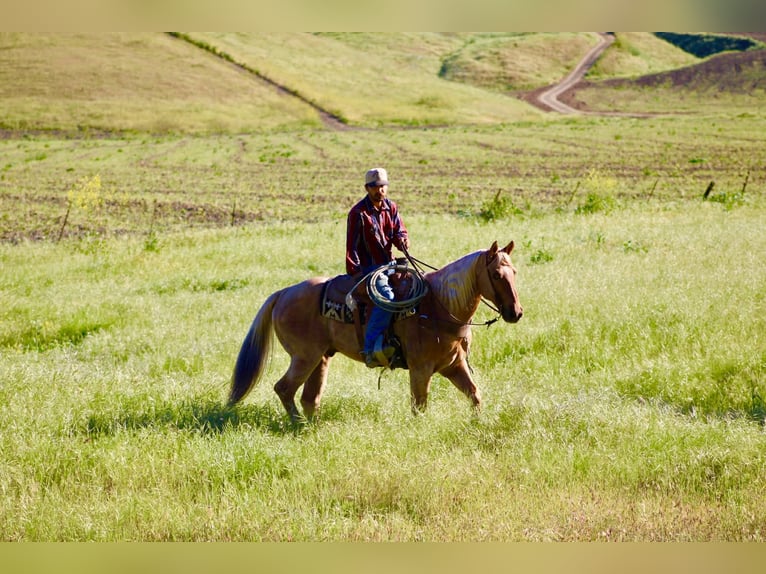 American Quarter Horse Ruin 11 Jaar 155 cm Palomino in Tres Pinos