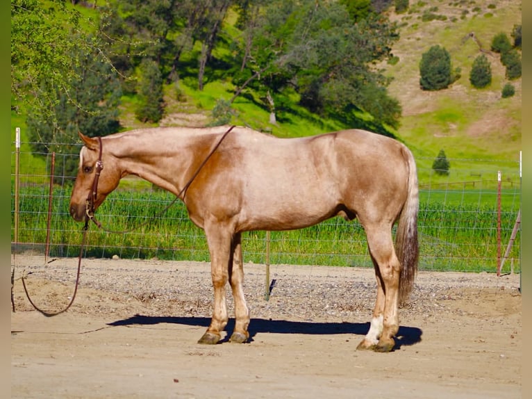 American Quarter Horse Ruin 11 Jaar 155 cm Palomino in Tres Pinos