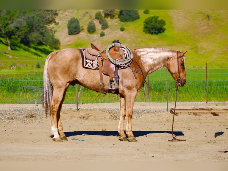 American Quarter Horse Ruin 11 Jaar 155 cm Palomino in Tres Pinos