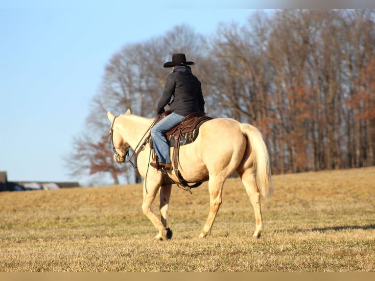 American Quarter Horse Ruin 11 Jaar 155 cm Palomino in Clarion, PA