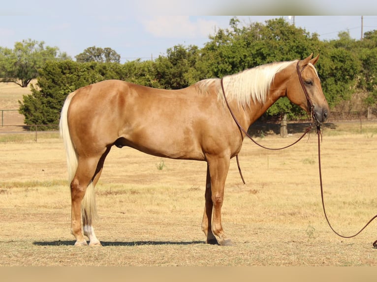 American Quarter Horse Ruin 11 Jaar 155 cm Palomino in Cleburne Tx