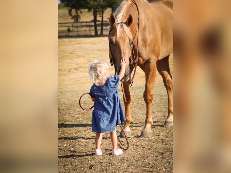 American Quarter Horse Ruin 11 Jaar 155 cm Palomino in Cleburne Tx