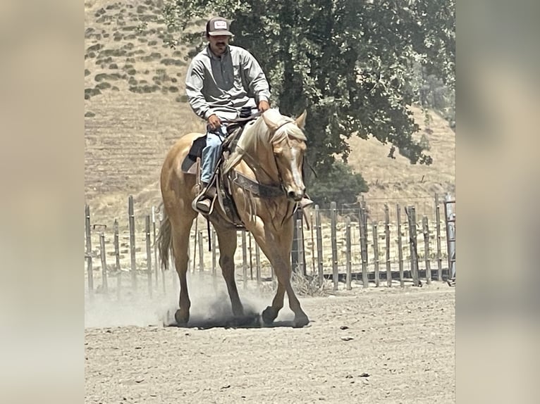 American Quarter Horse Ruin 11 Jaar 155 cm Palomino in Paicines CA