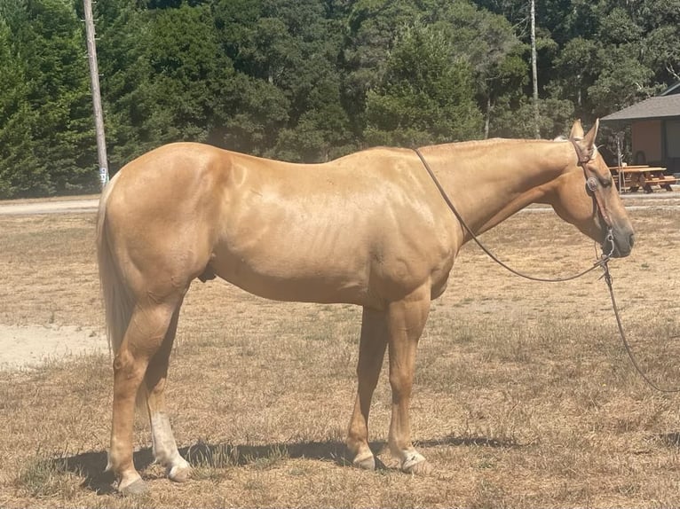 American Quarter Horse Ruin 11 Jaar 155 cm Palomino in Paicines Ca