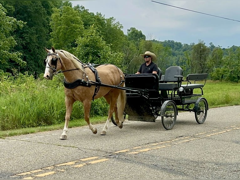American Quarter Horse Ruin 11 Jaar 155 cm Palomino in Fresno, Oh