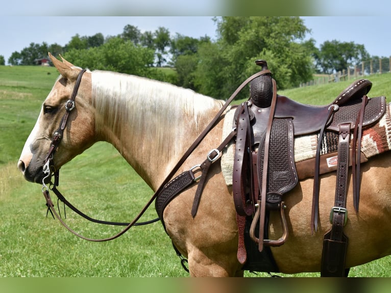 American Quarter Horse Ruin 11 Jaar 155 cm Palomino in Fresno, Oh