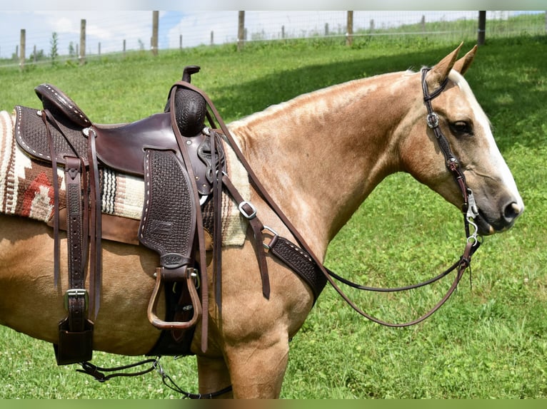 American Quarter Horse Ruin 11 Jaar 155 cm Palomino in Fresno, Oh