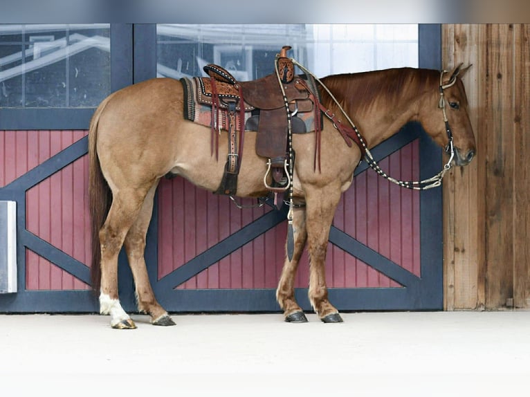 American Quarter Horse Ruin 11 Jaar 155 cm Red Dun in Rebersburg