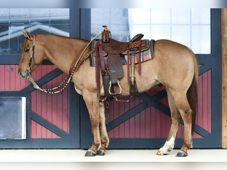 American Quarter Horse Ruin 11 Jaar 155 cm Red Dun in Rebersburg