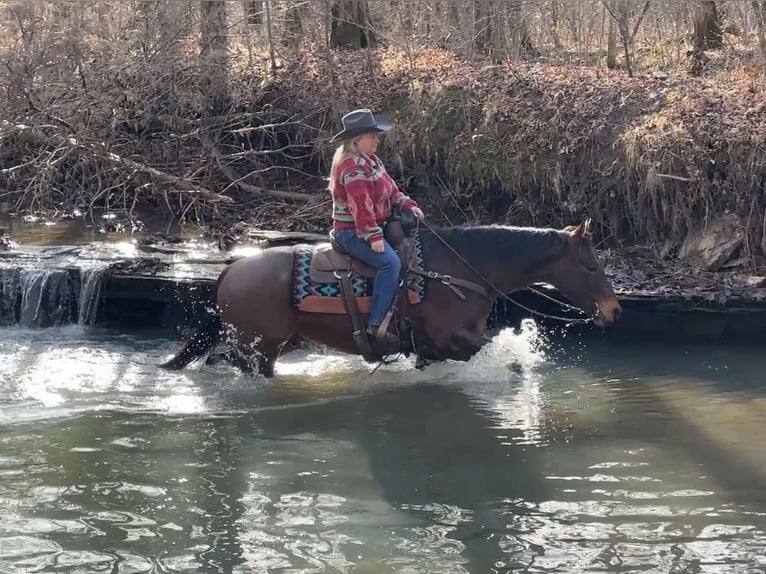 American Quarter Horse Ruin 11 Jaar 155 cm Roan-Bay in Henderson
