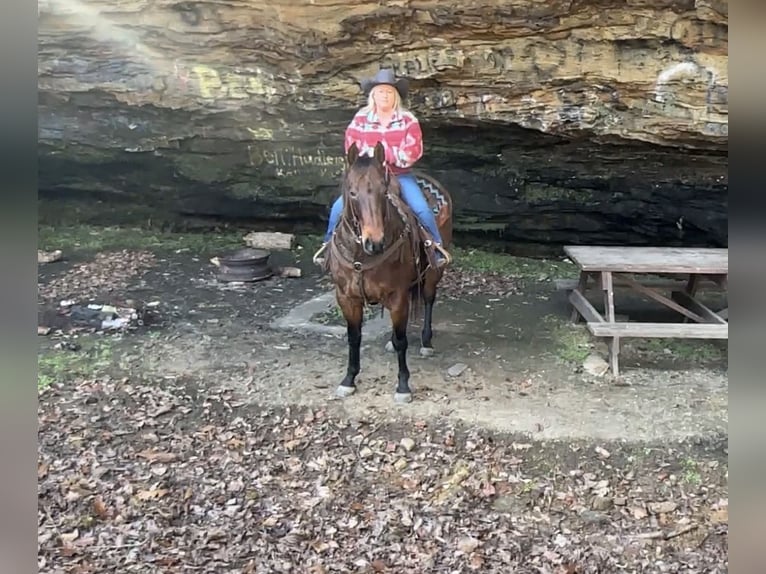 American Quarter Horse Ruin 11 Jaar 155 cm Roan-Bay in Henderson