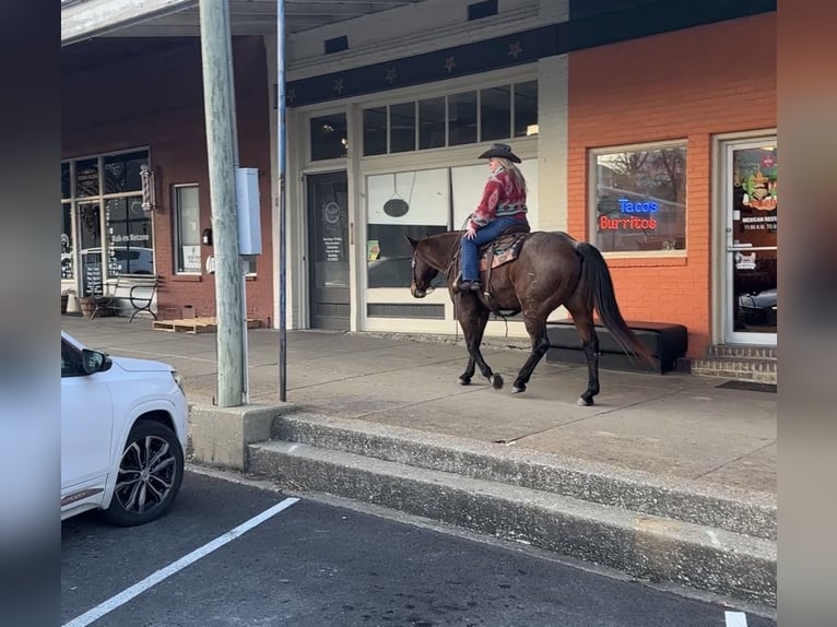 American Quarter Horse Ruin 11 Jaar 155 cm Roan-Bay in Henderson