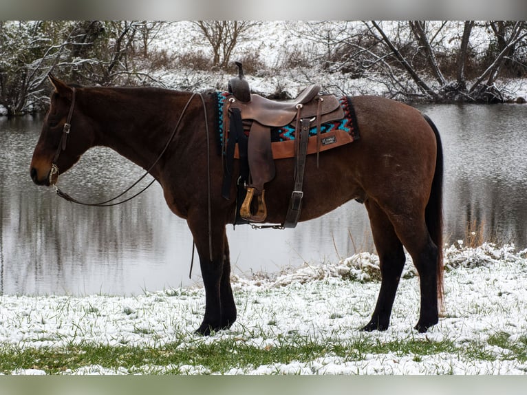 American Quarter Horse Ruin 11 Jaar 155 cm Roan-Bay in Henderson