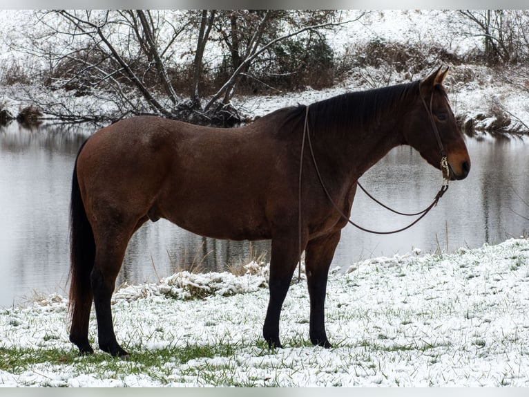 American Quarter Horse Ruin 11 Jaar 155 cm Roan-Bay in Henderson