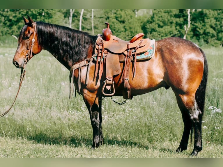 American Quarter Horse Ruin 11 Jaar 155 cm Roan-Bay in Flemingsburgh KY