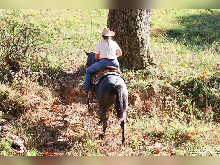 American Quarter Horse Ruin 11 Jaar 155 cm Roan-Blue in Brooksville KY