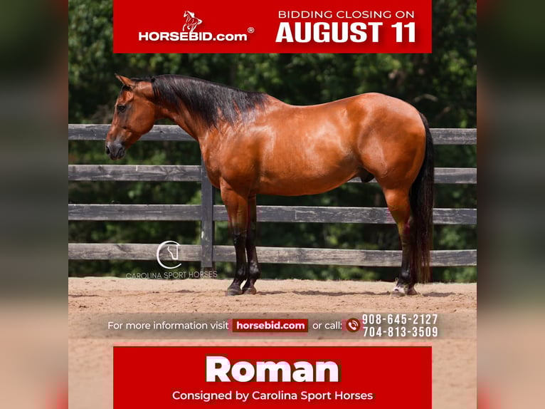 American Quarter Horse Ruin 11 Jaar 155 cm Roodbruin in Clover, SC