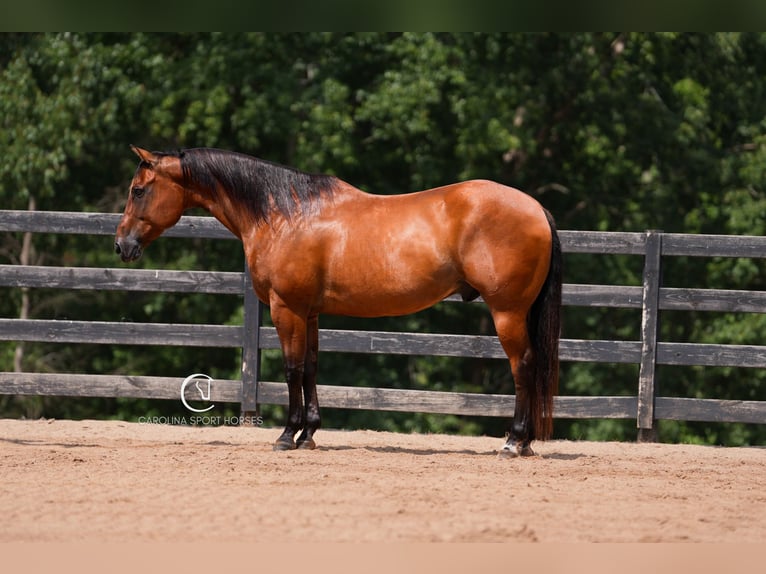 American Quarter Horse Ruin 11 Jaar 155 cm Roodbruin in Clover, SC