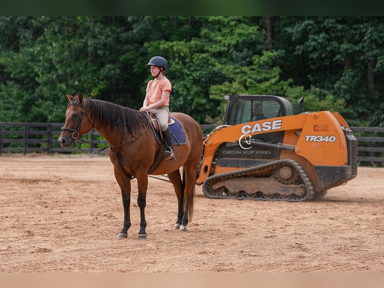 American Quarter Horse Ruin 11 Jaar 155 cm Roodbruin in Clover, SC