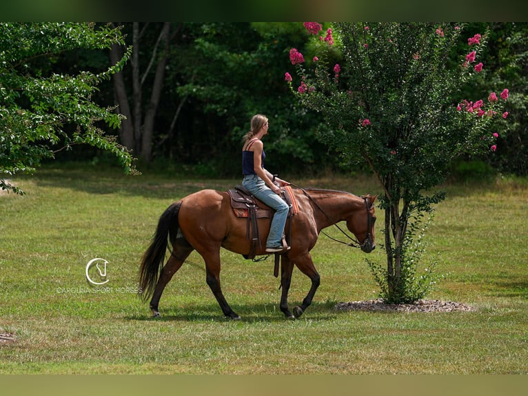 American Quarter Horse Ruin 11 Jaar 155 cm Roodbruin in Clover, SC
