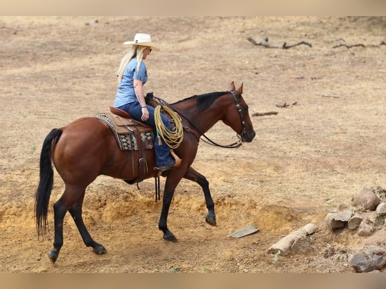 American Quarter Horse Ruin 11 Jaar 155 cm Roodbruin in Joshua, TX