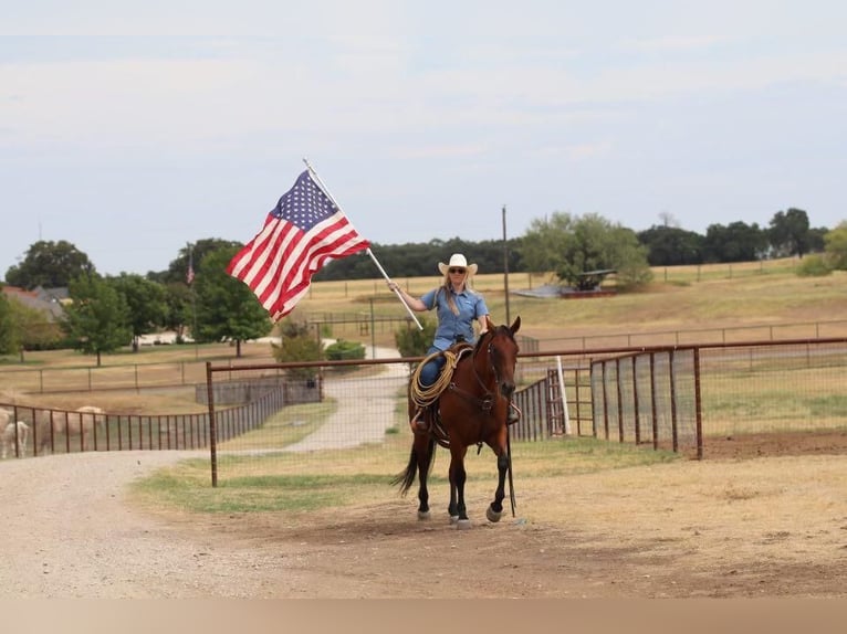 American Quarter Horse Ruin 11 Jaar 155 cm Roodbruin in Joshua, TX