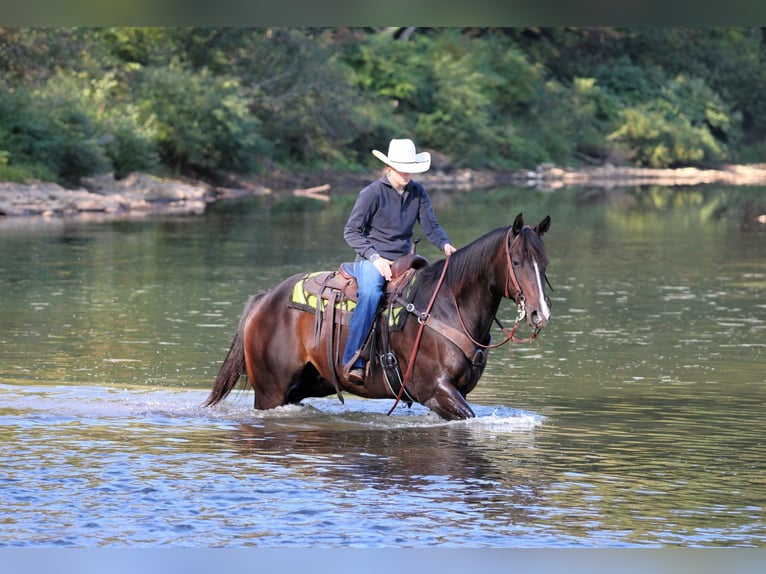 American Quarter Horse Ruin 11 Jaar 155 cm Roodbruin in Clarion, PA