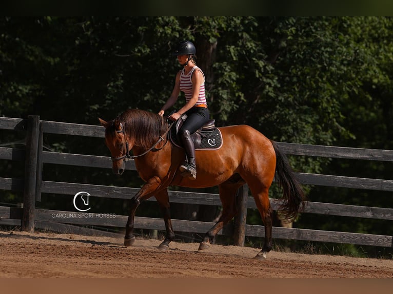 American Quarter Horse Ruin 11 Jaar 155 cm Roodbruin in Clover, SC