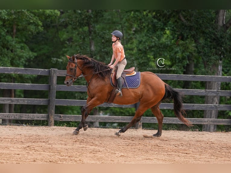 American Quarter Horse Ruin 11 Jaar 155 cm Roodbruin in Clover, SC