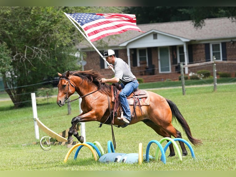 American Quarter Horse Ruin 11 Jaar 155 cm Roodbruin in Clover, SC
