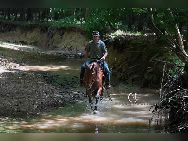 American Quarter Horse Ruin 11 Jaar 155 cm Roodbruin in Clover, SC
