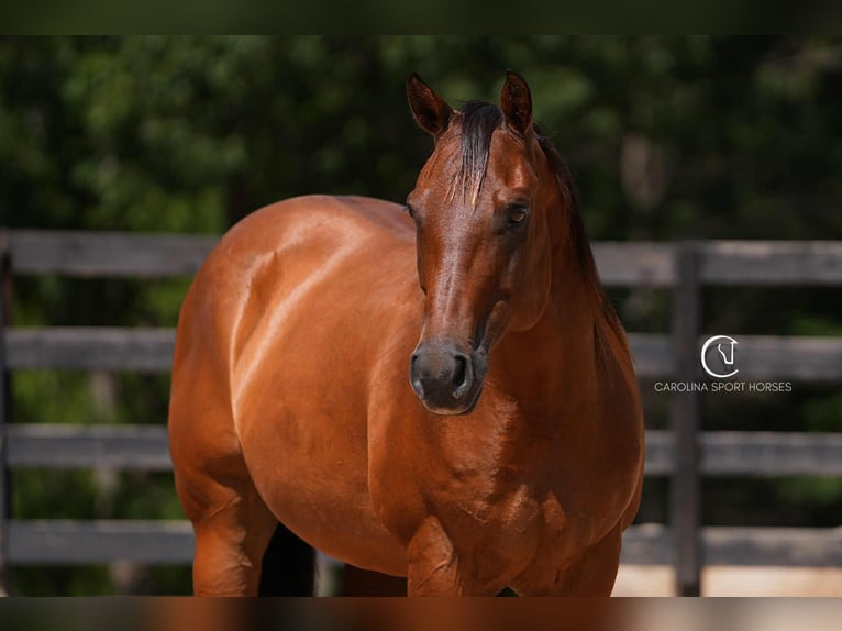 American Quarter Horse Ruin 11 Jaar 155 cm Roodbruin in Clover, SC