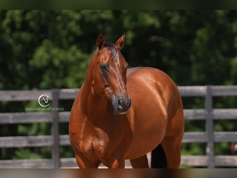 American Quarter Horse Ruin 11 Jaar 155 cm Roodbruin in Clover, SC