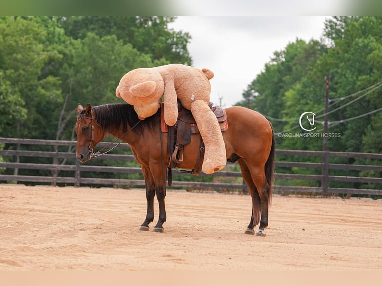 American Quarter Horse Ruin 11 Jaar 155 cm Roodbruin in Clover, SC