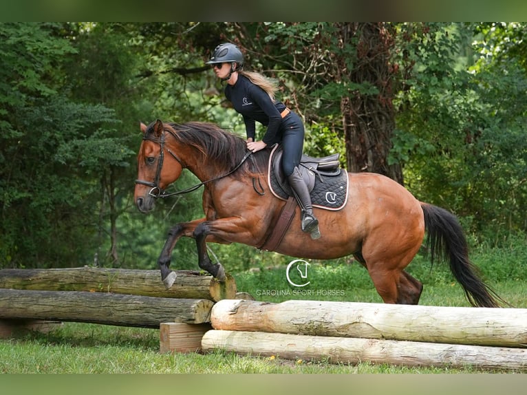 American Quarter Horse Ruin 11 Jaar 155 cm Roodbruin in Clover, SC