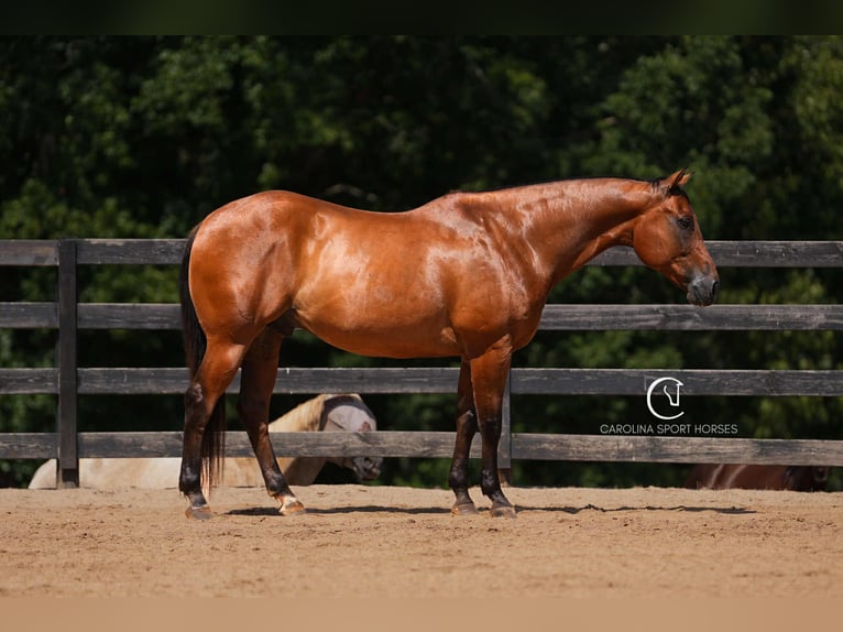 American Quarter Horse Ruin 11 Jaar 155 cm Roodbruin in Clover, SC
