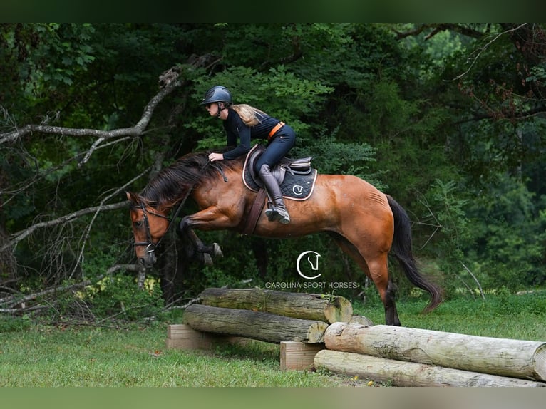 American Quarter Horse Ruin 11 Jaar 155 cm Roodbruin in Clover, SC