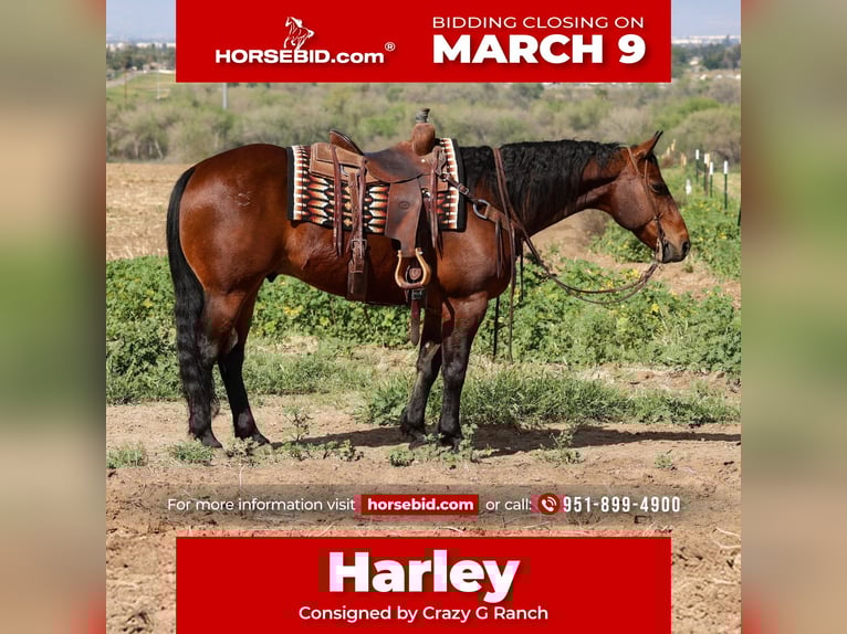 American Quarter Horse Ruin 11 Jaar 155 cm Roodbruin in Norco