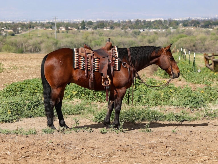 American Quarter Horse Ruin 11 Jaar 155 cm Roodbruin in Norco