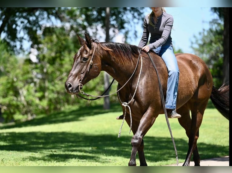 American Quarter Horse Ruin 11 Jaar 155 cm Roodbruin in Waco, TX