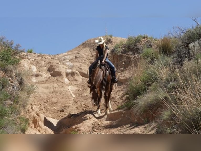 American Quarter Horse Ruin 11 Jaar 155 cm Roodvos in Amarillo, TX